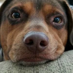 Meet your Posher, Linda